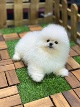 Pomeranian-İstanbulSEVİMLİ BOBO..