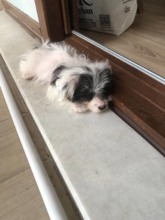 Terrier Maltese-Manisa-box-27635