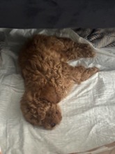 Poodle Toy-İstanbul1.5Aylık acil sat..