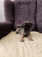 Pug-İzmirPug yavrumuz ..