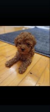 Poodle Toy-İzmirPoodle yavrularim..