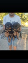 Rottweiler-İzmirRottweiler..