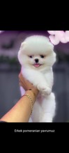 Pomeranian-İzmirPomerian boo..