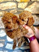 Toy poodle...