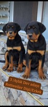 Rottweiler yavrul..