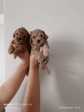 Toy poodle ..