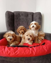 Maltipoo-İzmirMaltipo yavrulari..