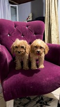 -İstanbulToy poodle özelll...