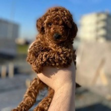 Poodle Toy-İzmirRed brown toy poo..