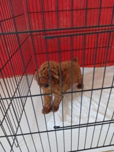 Toy poodle yavrul..