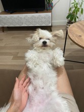 Maltipoo-İstanbul3 yaşında gülen k..