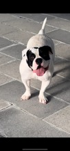 French Bulldog-İstanbul-box-27735