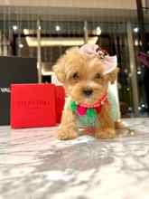 Maltipoo-İstanbulmaltipo..