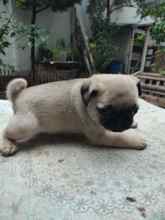 Exotic renk pug m..