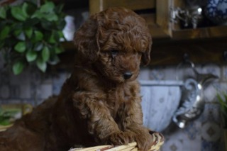 Poodle Toy-AntalyaRED BROWN TOYPOOD..