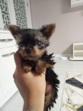 Yorkshire Terrier-AntalyaErkek teacup york..