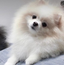 Pomeranian-BursaEv köpegi beyaz s..