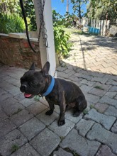 French Bulldog-İstanbul-box-27843