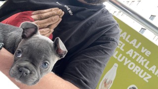 French Bulldog-Çanakkale-box-27851