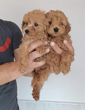 Maltipoo-BursaPollde ayarları m..