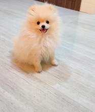 Pomeranian-KocaeliMilky..