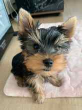 Yorkshire Terrier-AntalyaYorkshire Terrier..