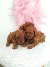 Micro Poodle-İzmirMini Boy Korean P..