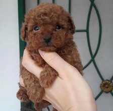 Poodle Toy-İstanbulSatılık Toy Poodl..