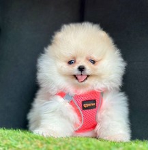 safkan pomeranian..