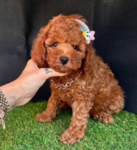 Poodle Toy-İstanbulsafkan toy poodle..