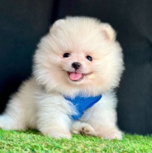 Safkan Pomeranian..