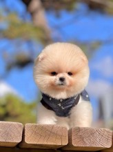 Pomeranian-İstanbulsafkan pomeranian..