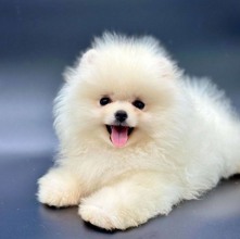 safkan pomeranian..