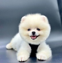 safkan pomeranian..