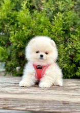 Pomeranian-İstanbulsafkan pomeranian..