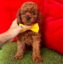 -İstanbulSafkan Toy Poodle...