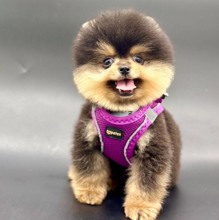 Pomeranian-İstanbulSafkan Pomeanian ..