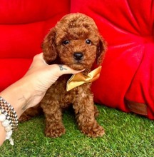 safkan toy poodle..