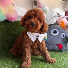 safkan toy poodle...