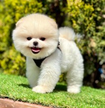 Pomeranian-İstanbulsafkan pomeranian..