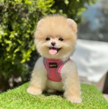 Pomeranian-İstanbulsafkan poemranian..