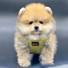 safkan pomeranian...