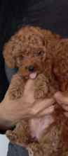 Red toy poodle ..