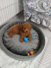 ToyPoodle safkan..