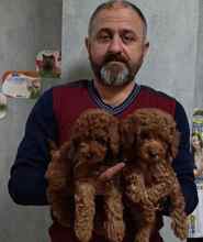 -EskişehirMin boy Poodle ya...