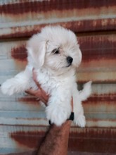 Terrier Maltese-İzmirEşsiz Güzellikte ..