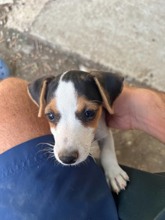 Jack Russell-Antalya2,5 aylık iç dış ..