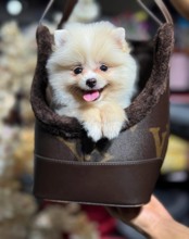 Pomeranian-İstanbulPOMERANİAN ..