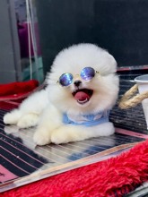 Pomeranian-İstanbulPOMERANİAN BOO..