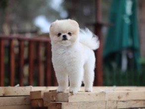 Pomeranian-İstanbulPOMERANİAN NO1..